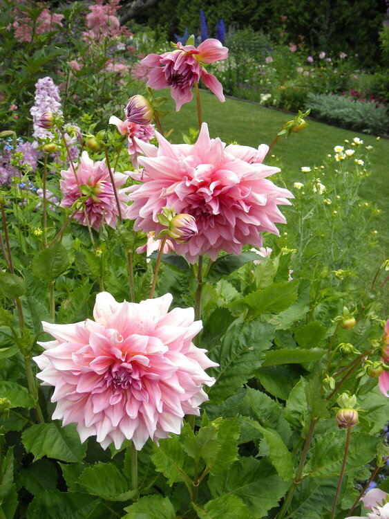 Large Pink Flowers