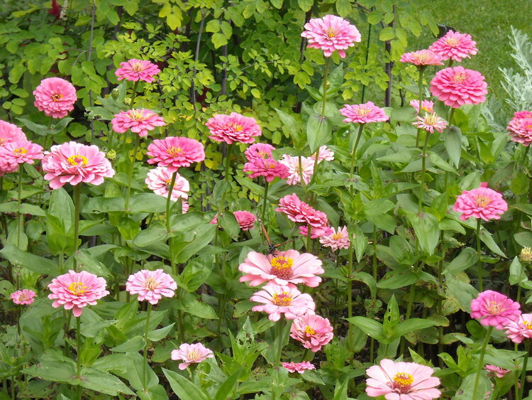 Pretty Pink Flowers