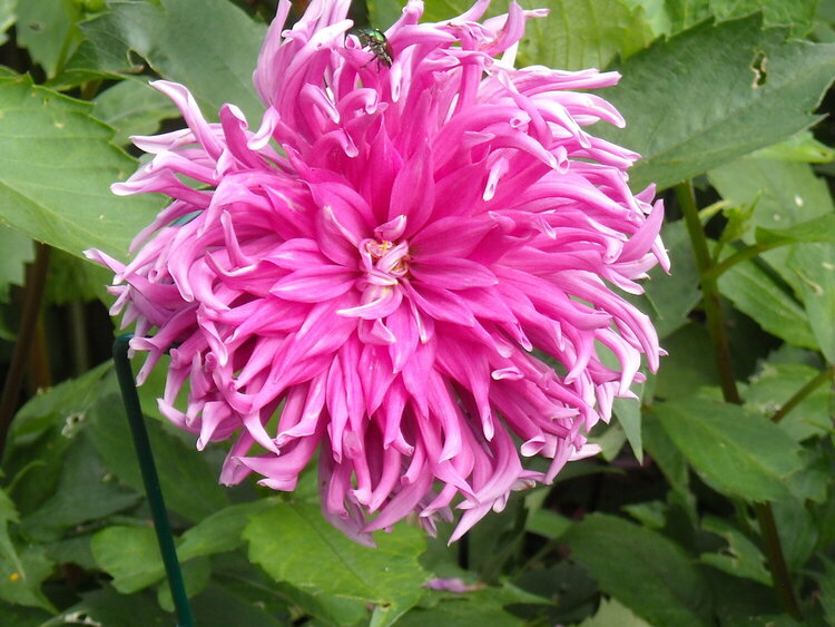 Fluffy Pink Flower