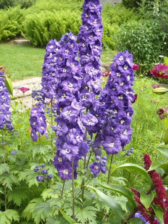 Beautiful Blue &amp; Lavender Flower