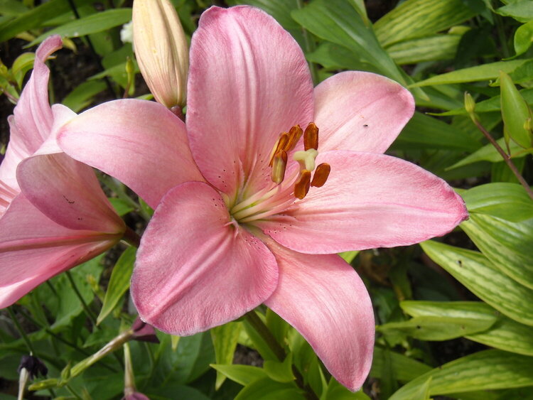 Beautiful Pink Lily