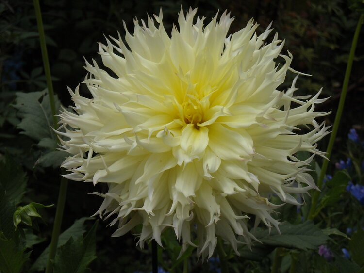 Soft Yellow Feathery Flower