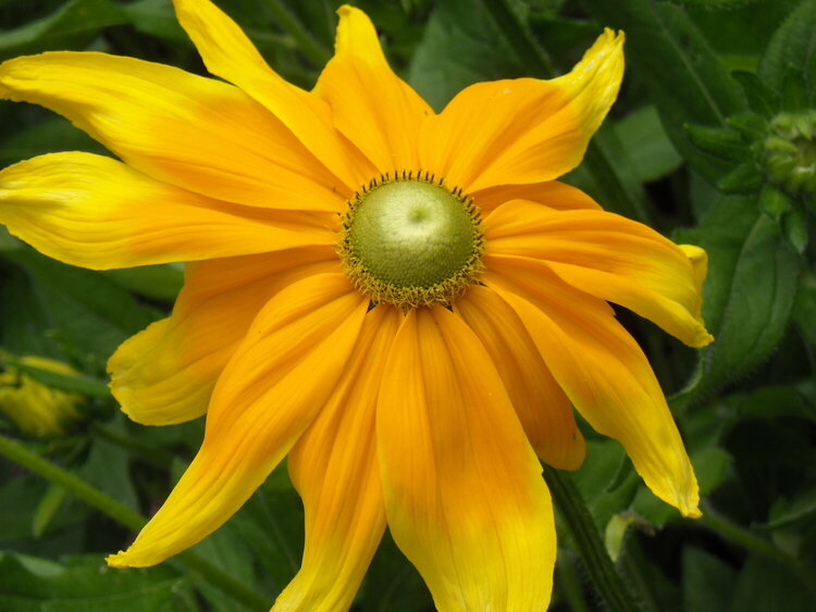 Pretty Yellow Flower #1
