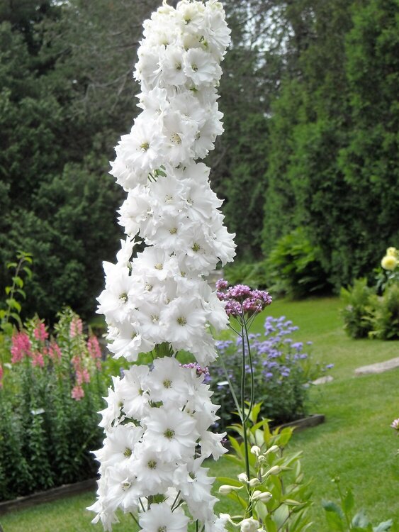 Tall White Flower