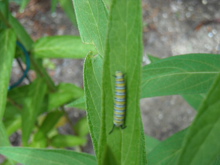 Striped Caterpillar