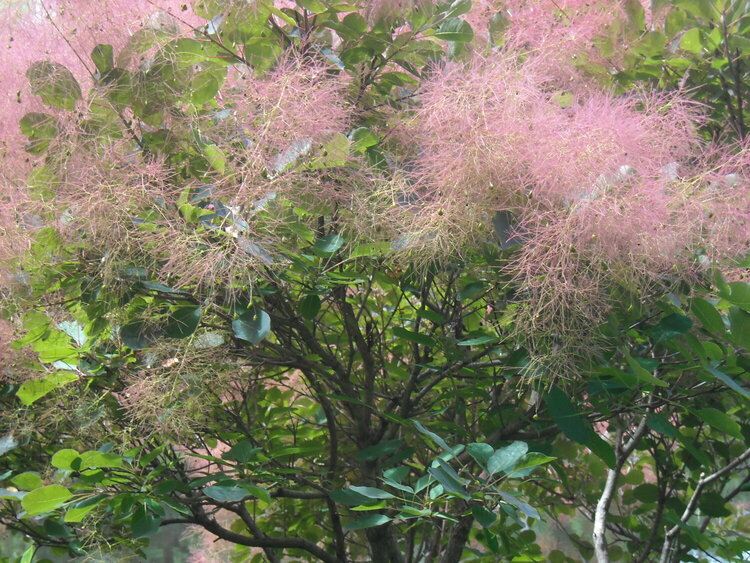 Fluffy Pink on this Tree
