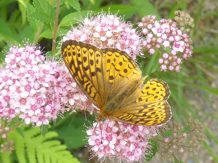Beautiful Butterfly on Flower