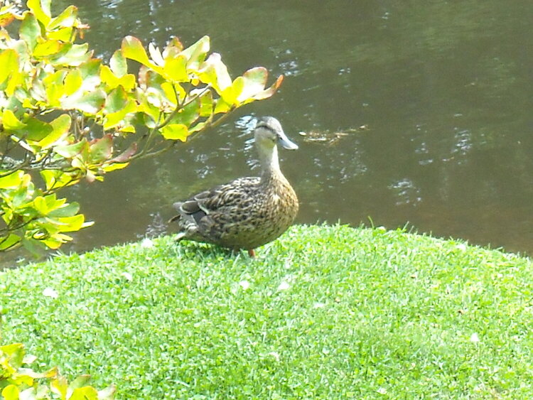 Mama Duck at Asticou Pond