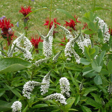 Red and White Flowers