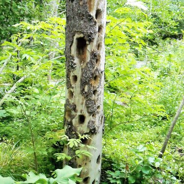 Badly Damaged Tree at Wild Gardens of Acadia