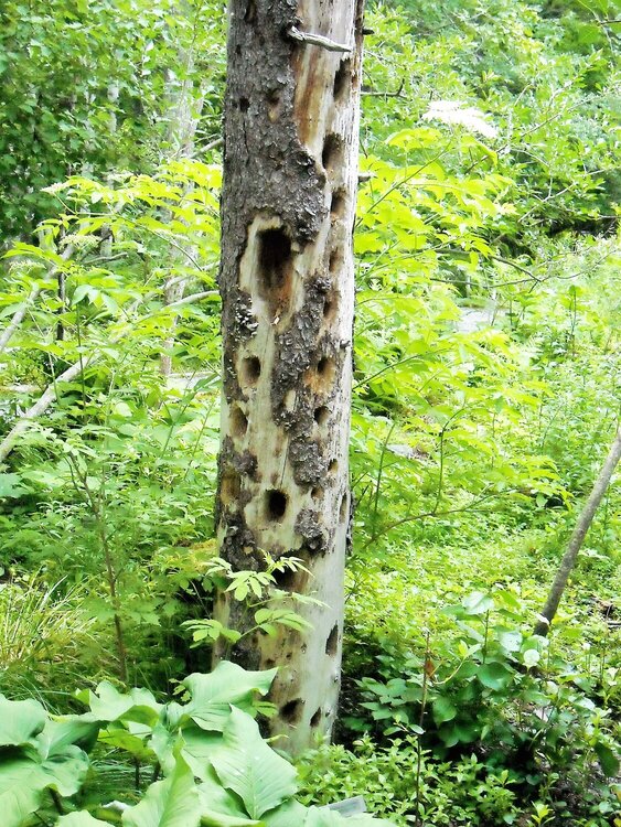 Badly Damaged Tree at Wild Gardens of Acadia