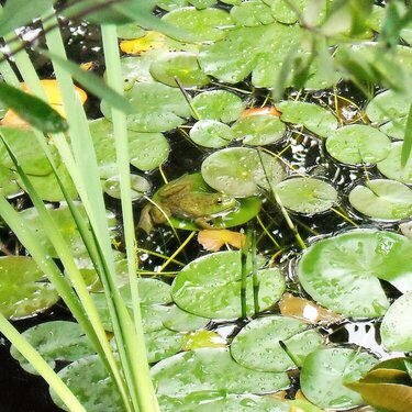 Frog in pond at Wild Gardens of Acadia