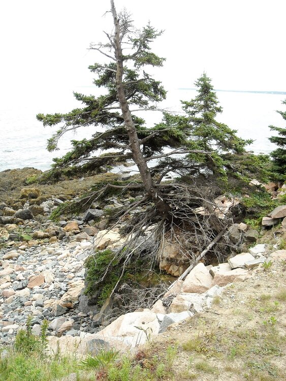 Tree growing out over rock