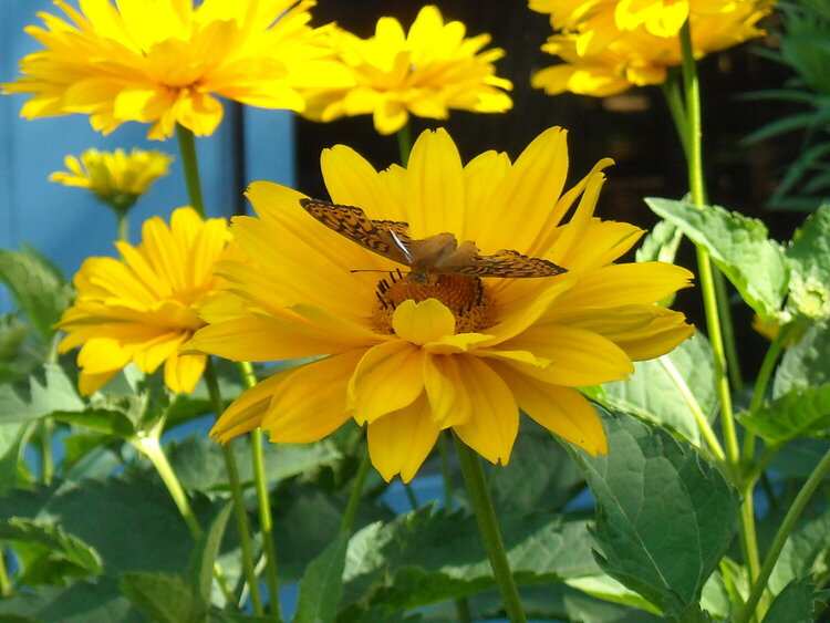 Brown Eyed Susans with Butterfly...