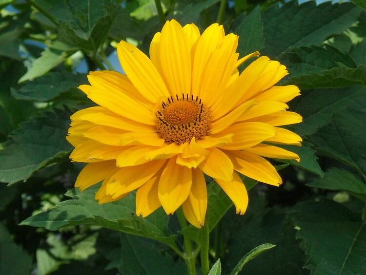 Beautiful Yellow Flower