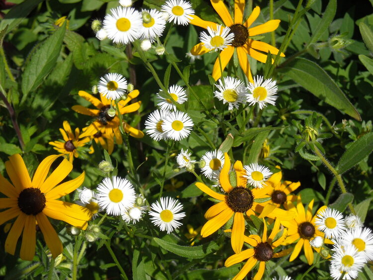 Daisys &amp; Brown Eyed Susans