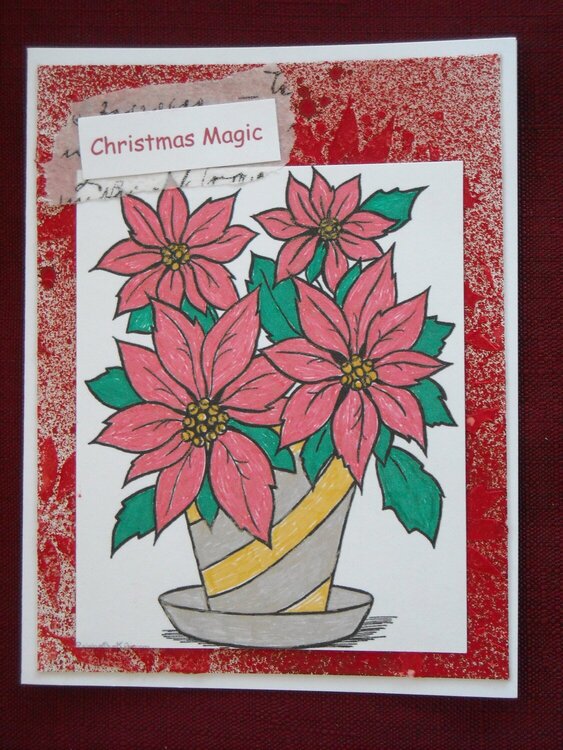 Christmas Magic (Poinsettias)