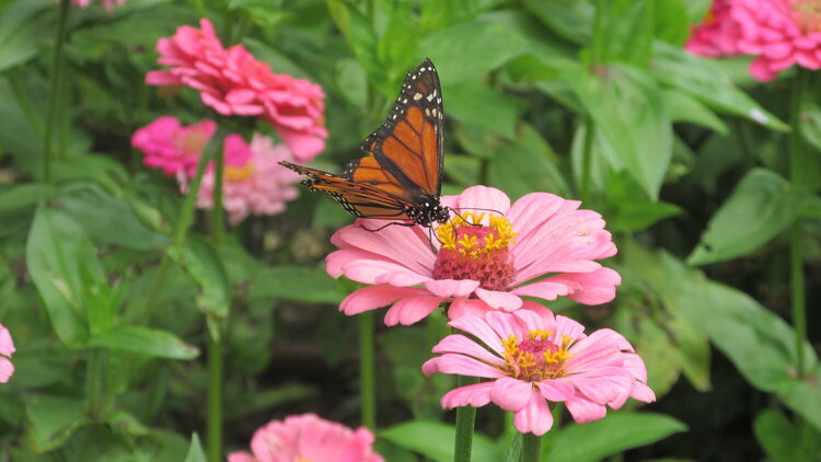 Pink Flower with Butterfly