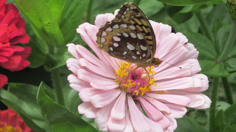 Butterfly on Pretty Pink Flower