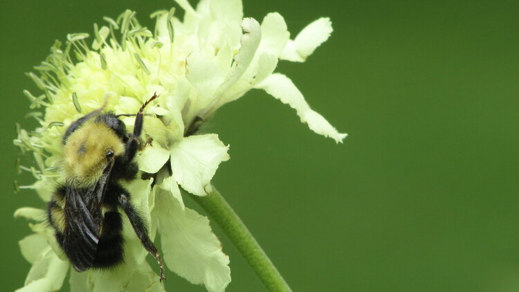 Bee on Soft yellow flower