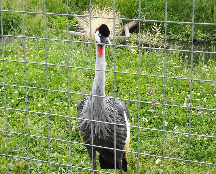 Beautiful Bird