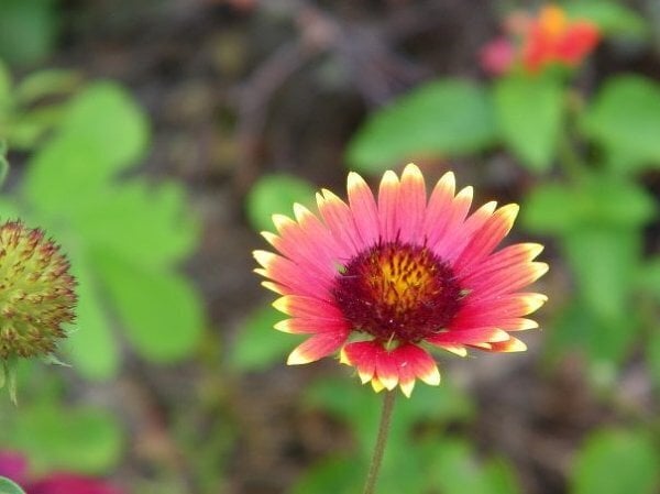 Bright Flower