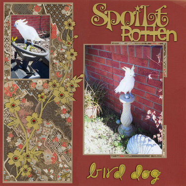 Spoilt Rotten....bird dog