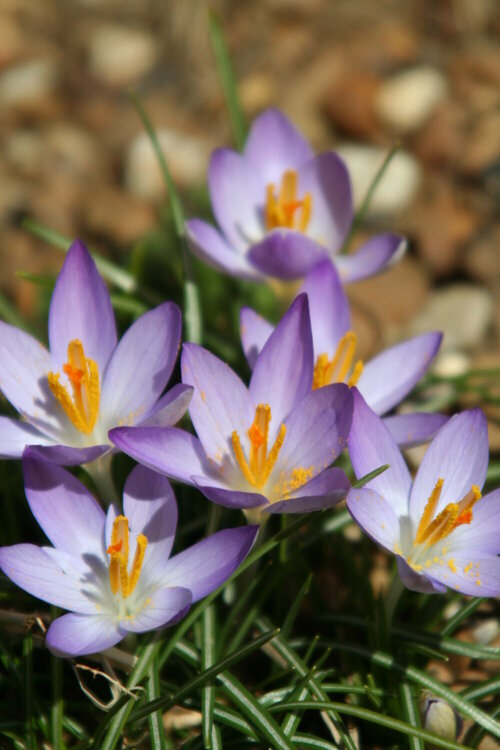 Crocus