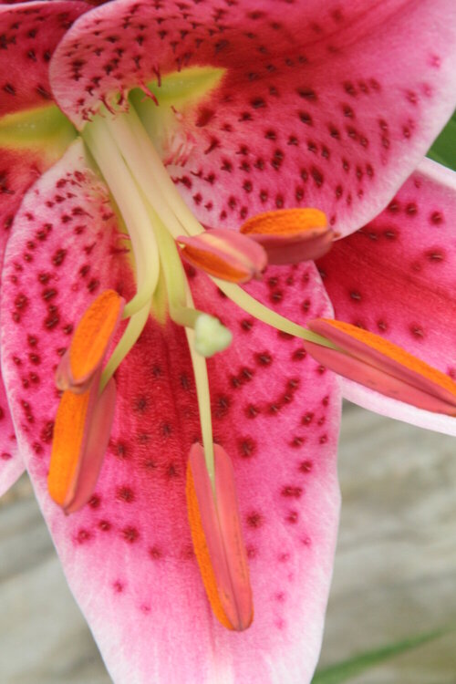 stargazer lily