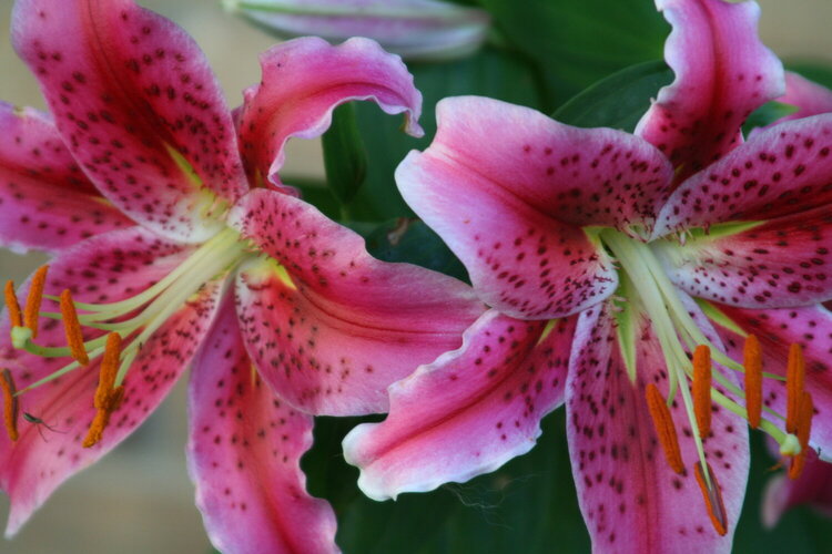 lilies