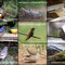 MAY 2020 ~ #10 and  Mini #9 Average ~ Bird collage 1