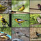 MAY 2020 ~ #10 and  Mini #9 Average ~ Bird collage 2