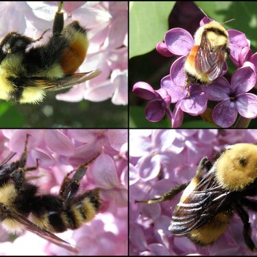 MAY 2020 #8 ~ Bumblebees