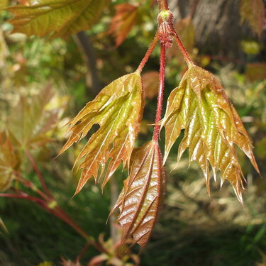 Norway Maple leaves