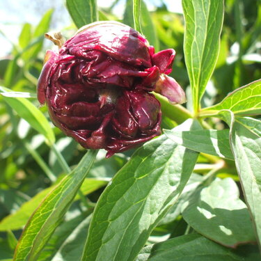 Peony bud