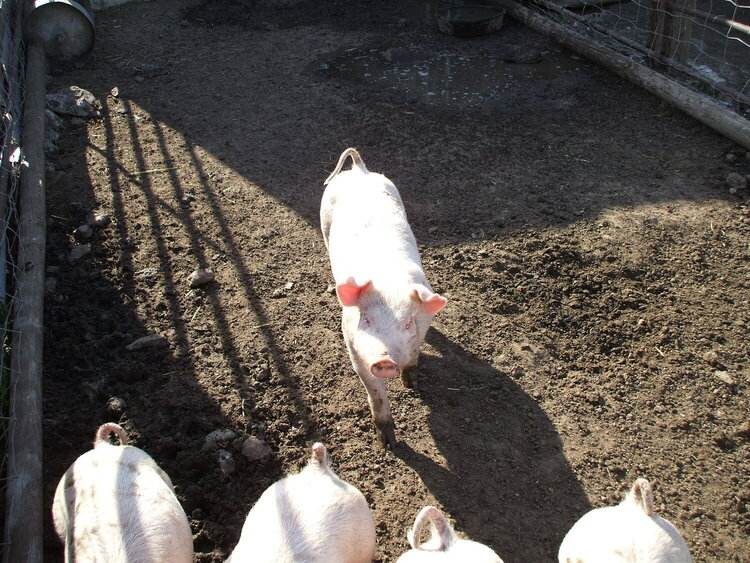 hey....wait for me, don&#039;t be a pig!....3/3
