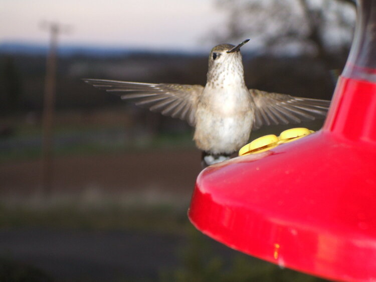 [4]  Hummingbird