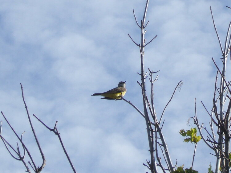 unknown  bird ??? ID as Western Kingbird