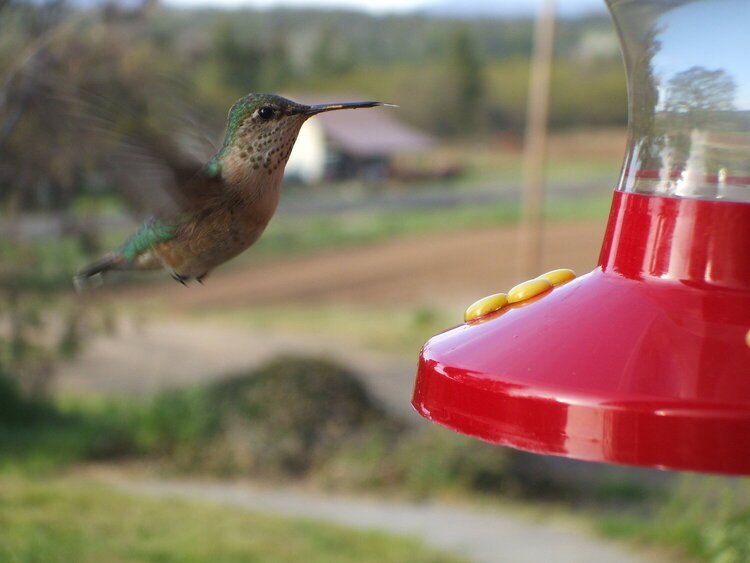 [3] Hummingbird