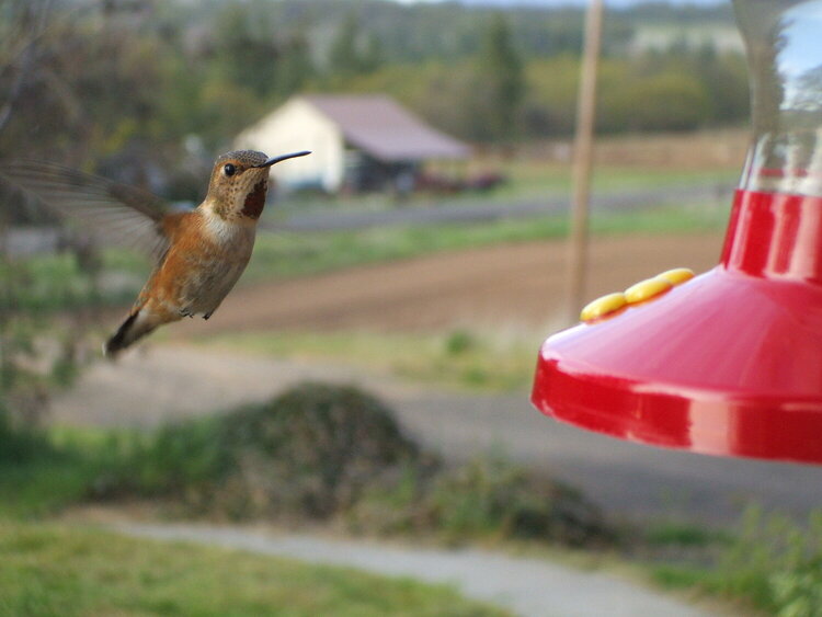 [1] Rufous Hummingbird