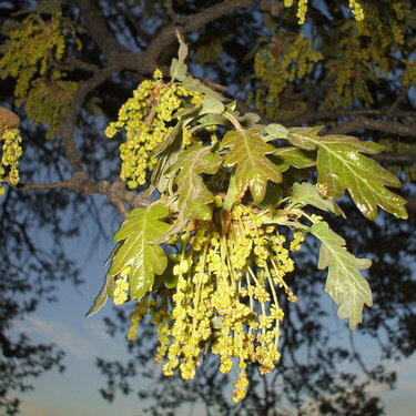POD...5-17-09...Oak leaves/catkins