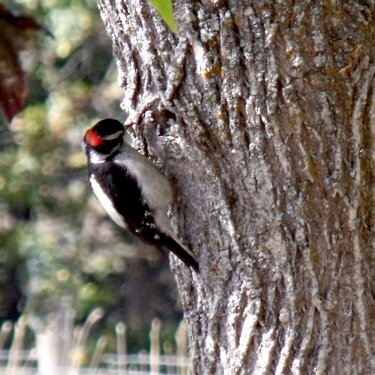 POD...OCT #12/15...Downy  Woodpecker...10-16-10