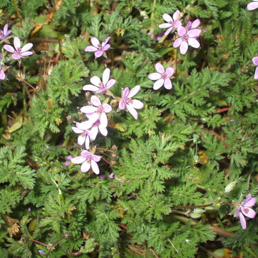 unknown plant/weed  ???