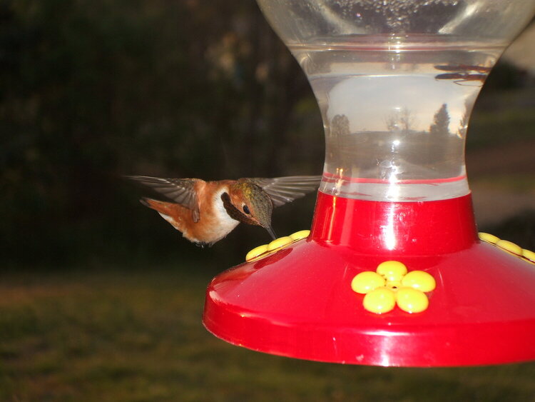 [8]  Rufous Hummingbird