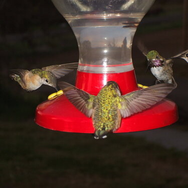 [5]  4 Hummingbirds
