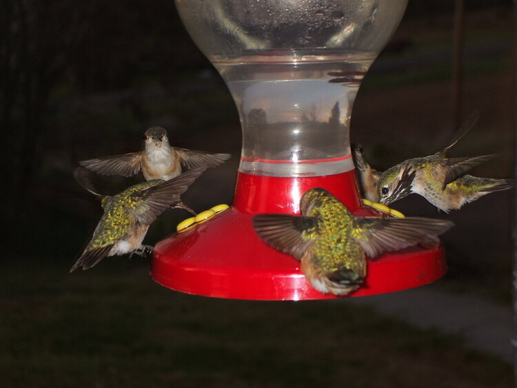 [7]  5 Hummingbirds