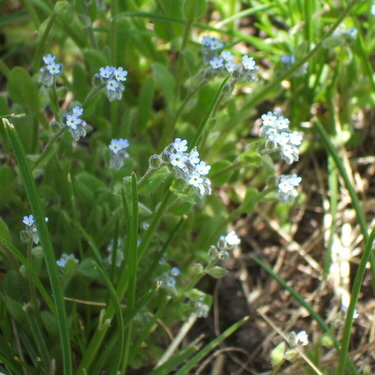 unknown plant/weed ??? manyflower stickseed