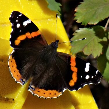 POD...OCT #13/15...Red Admiral...10-17-10