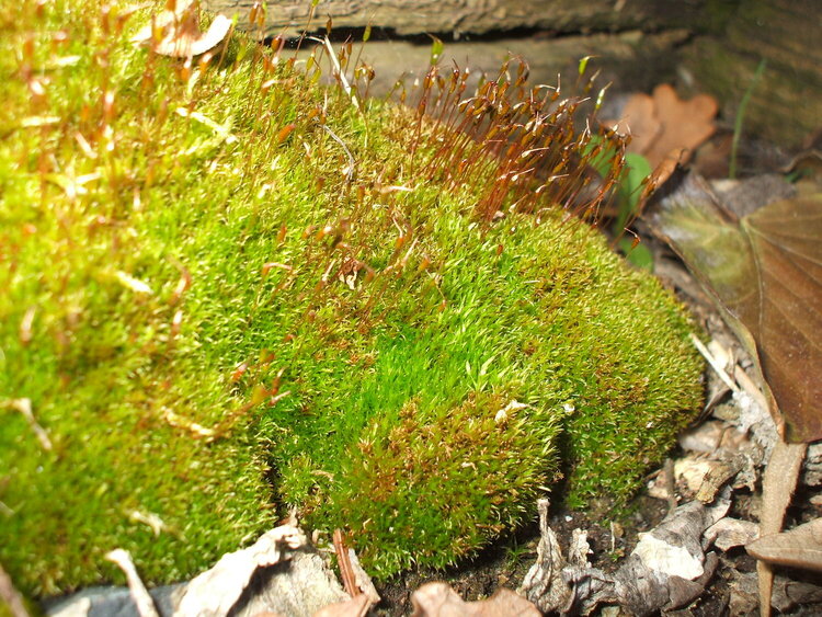 Moss/Sporophytes
