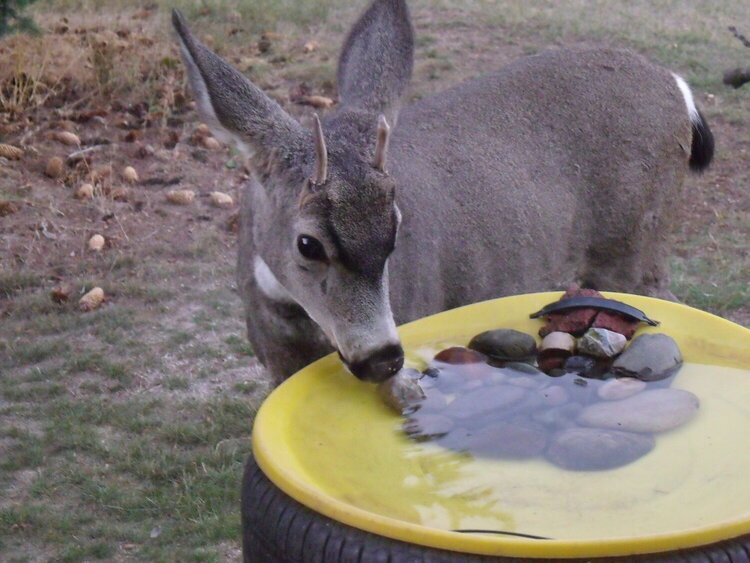 JFF...POD...Deer/Drinking...10-19-10